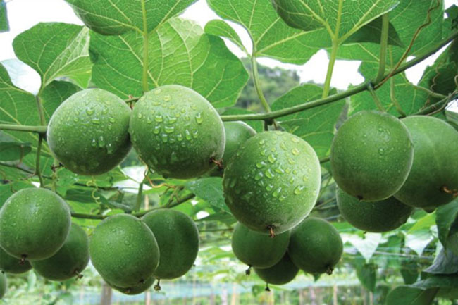 Supprised Benefits Of Arhat Fruit